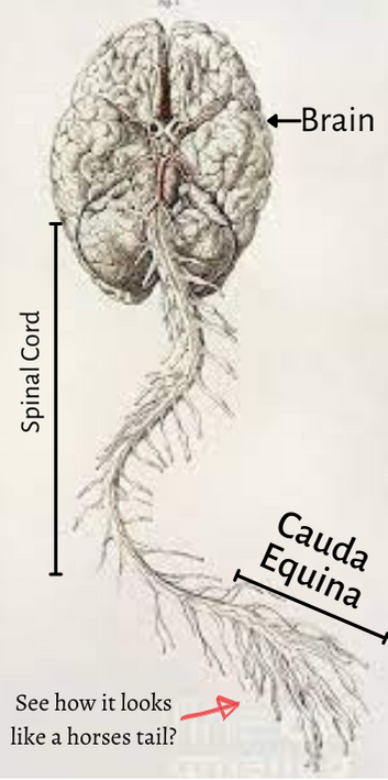 Where is the Cauda Equina?